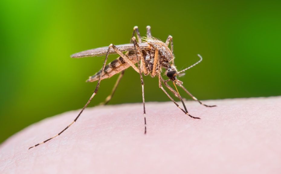 Földi szúnyoggyérítést végeznek Felsőzsolcán