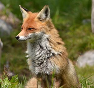 fox, the animal, nature-3053706.jpg