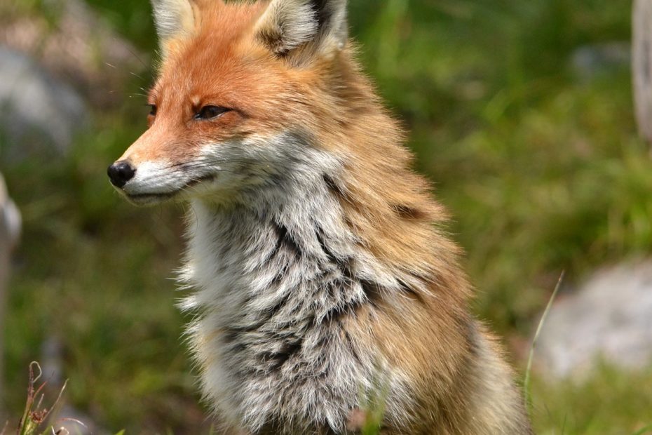 fox, the animal, nature-3053706.jpg