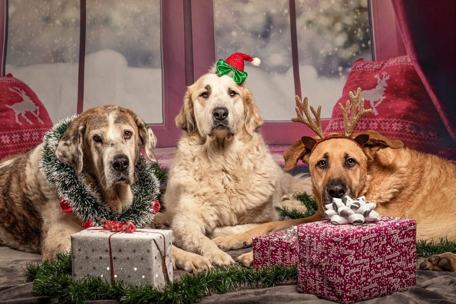 dog, christmas, gifts-4712928.jpg