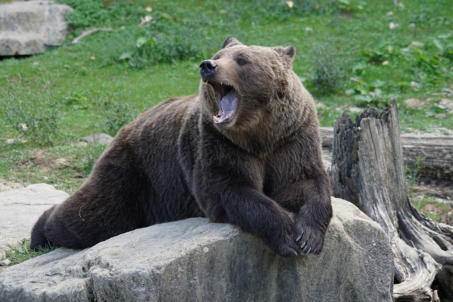 brown bear, bear, zoo-912444.jpg