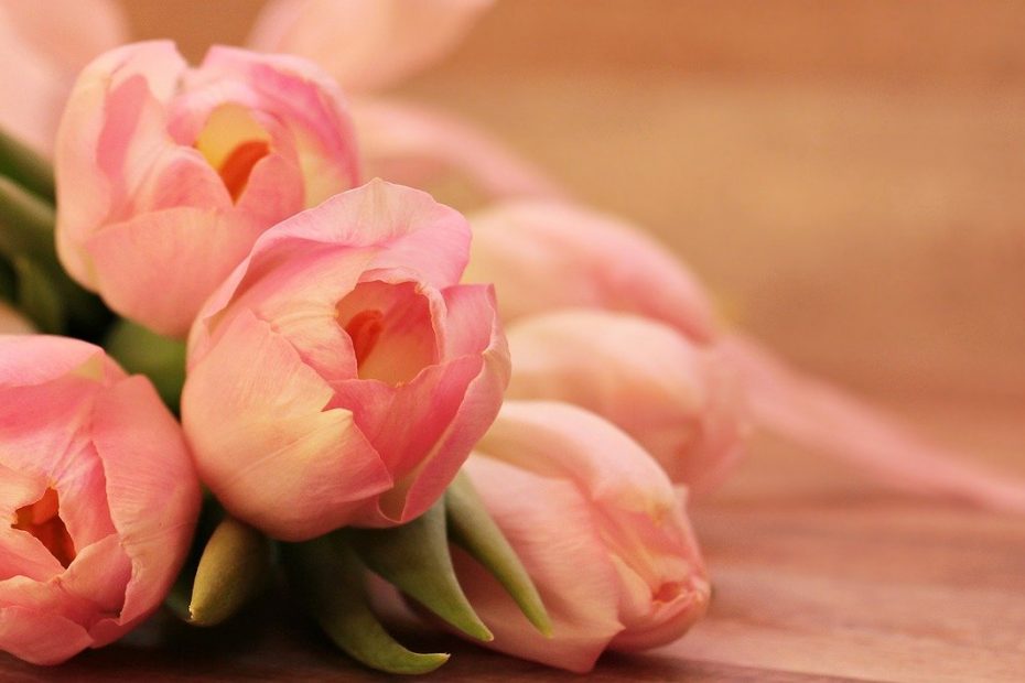 tulips, tulipa, flower-2068692.jpg